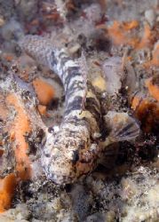 Black goby. Menai strait. North Wales.
D200, 60mm. by Derek Haslam 